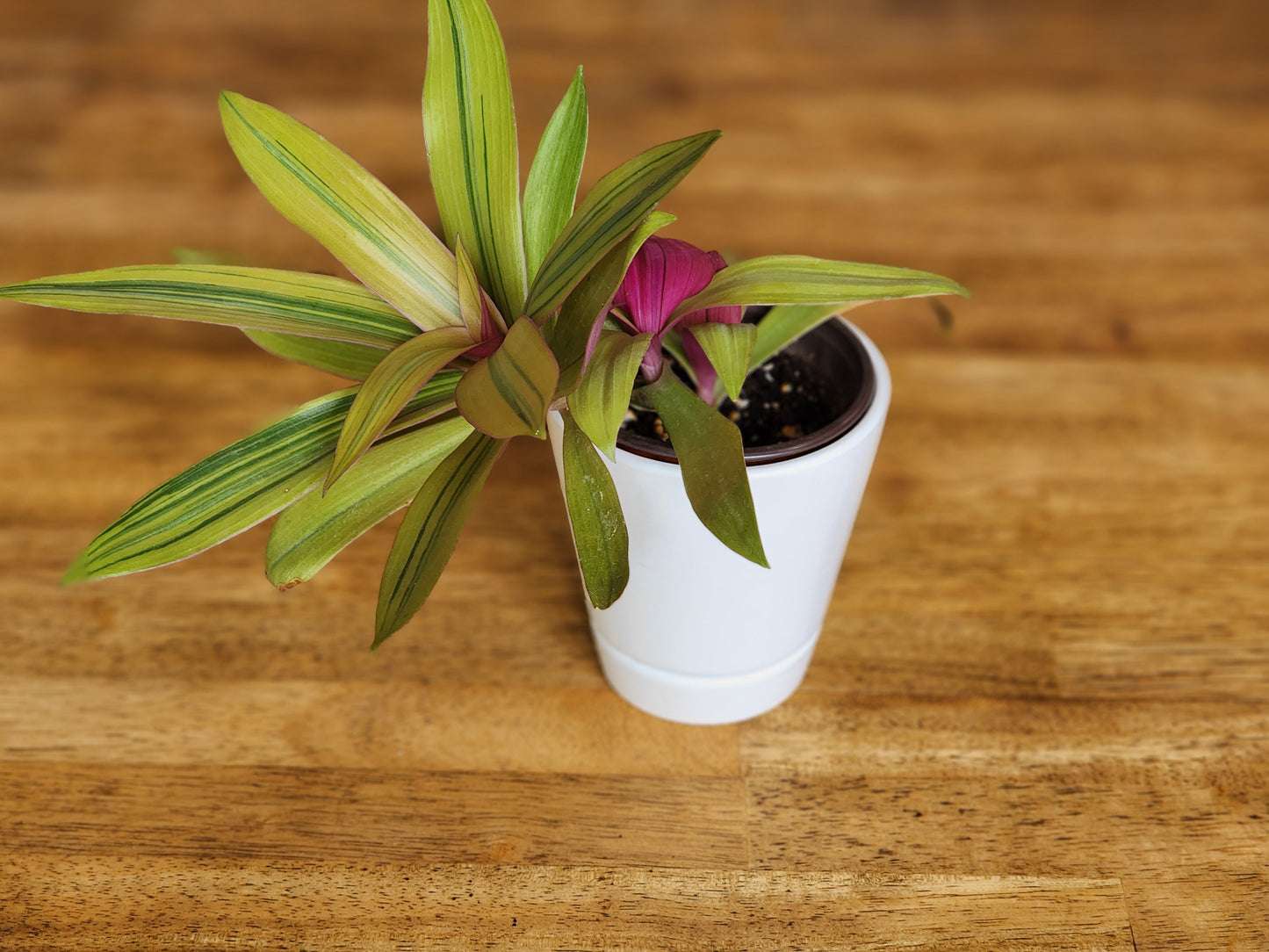 Boat Lily Tradescantia