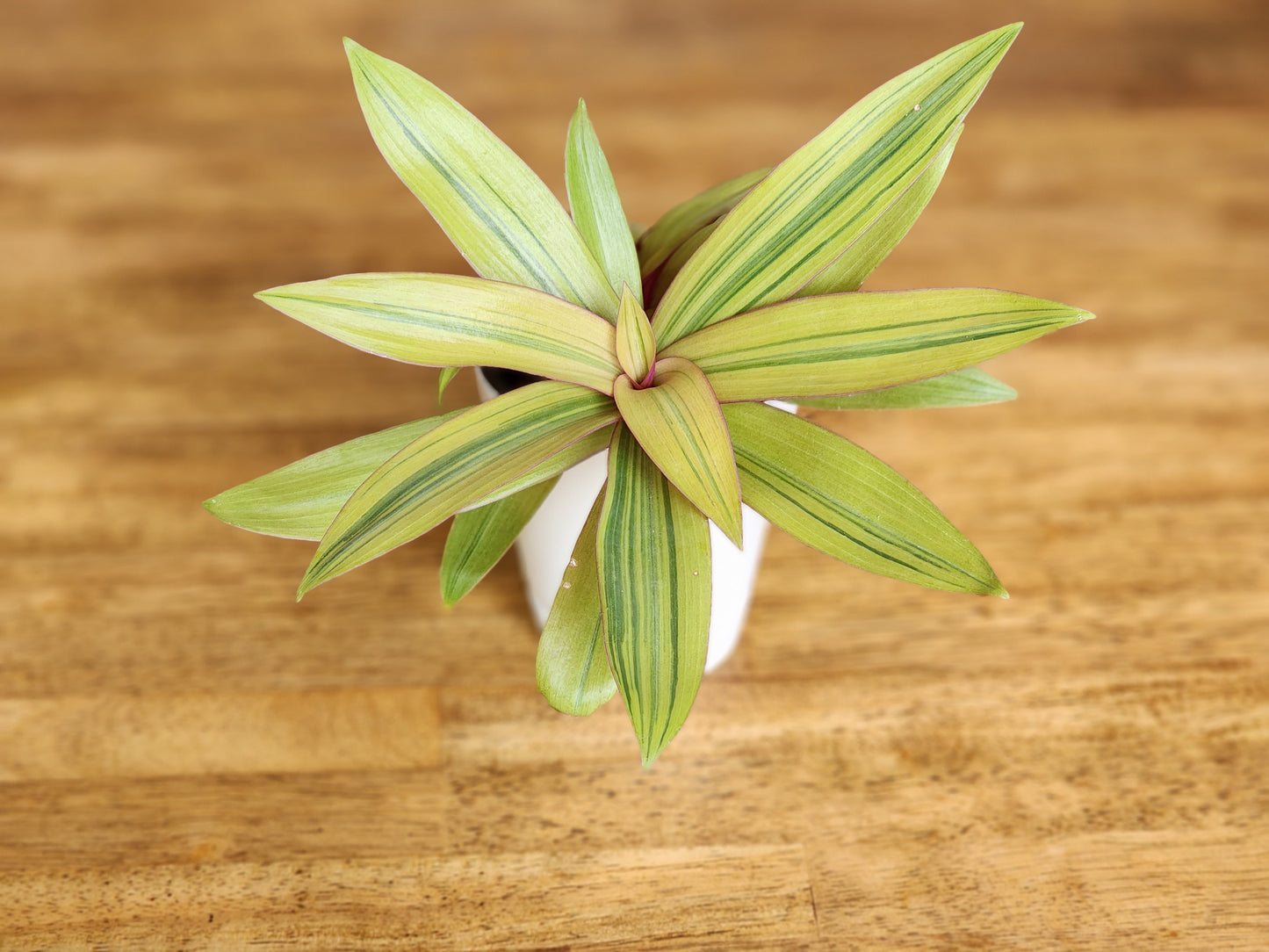 Boat Lily Tradescantia