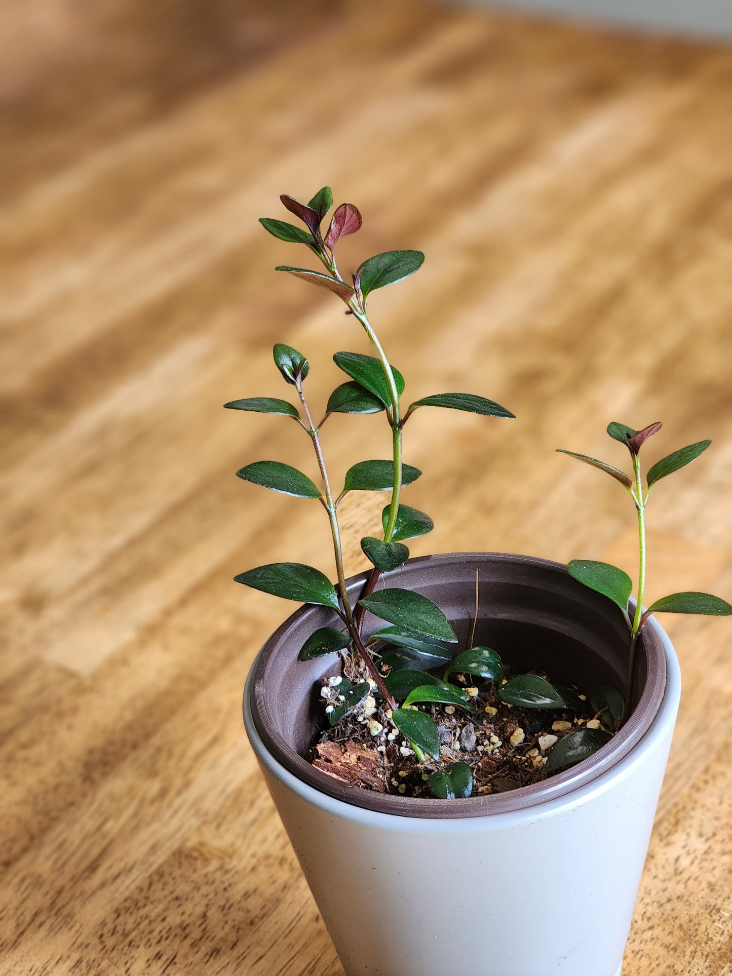 Goldfish Plant