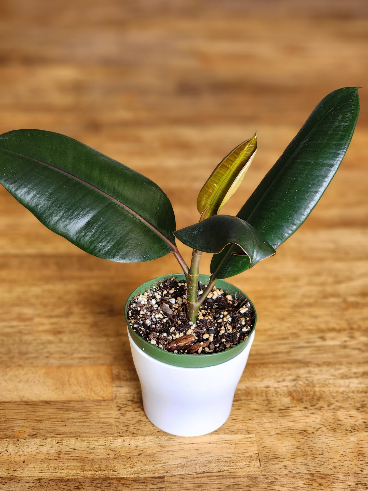 Burgundy Rubber Tree